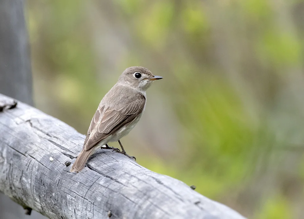 北灰鹟(Muscicapa dauurica)