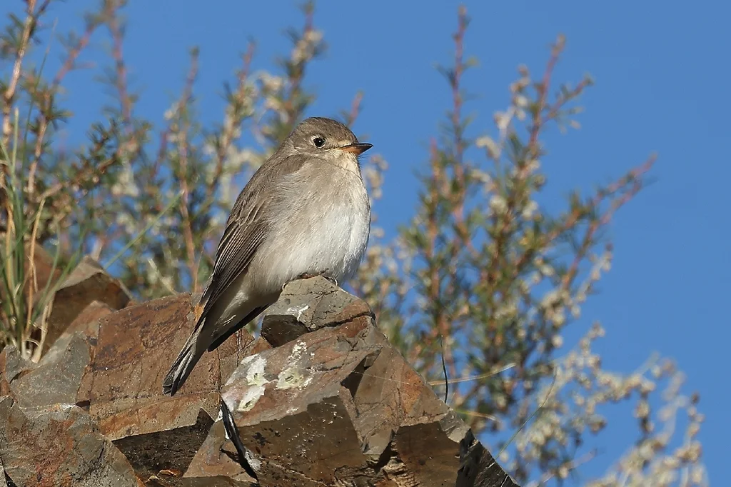 北灰鹟(Muscicapa dauurica)