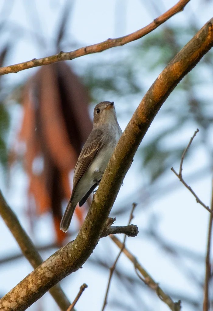 北灰鹟(Muscicapa dauurica)