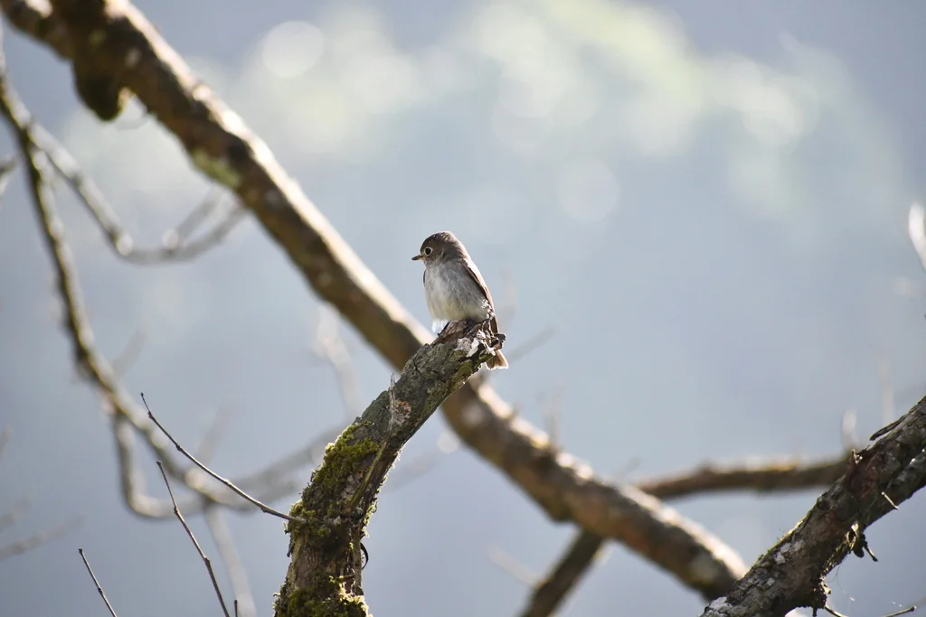 北灰鹟（Muscicapa dauurica）