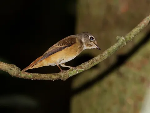棕尾褐鹟