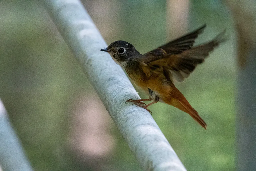 棕尾褐鹟(Muscicapa ferruginea)