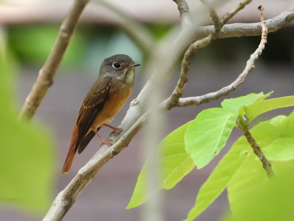 棕尾褐鹟(Muscicapa ferruginea)