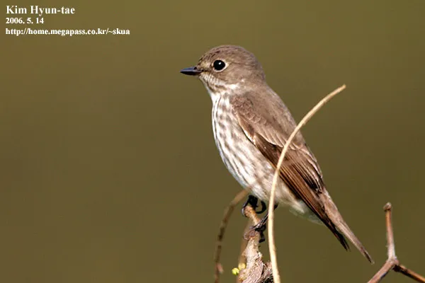 灰纹鹟(Muscicapa griseisticta)
