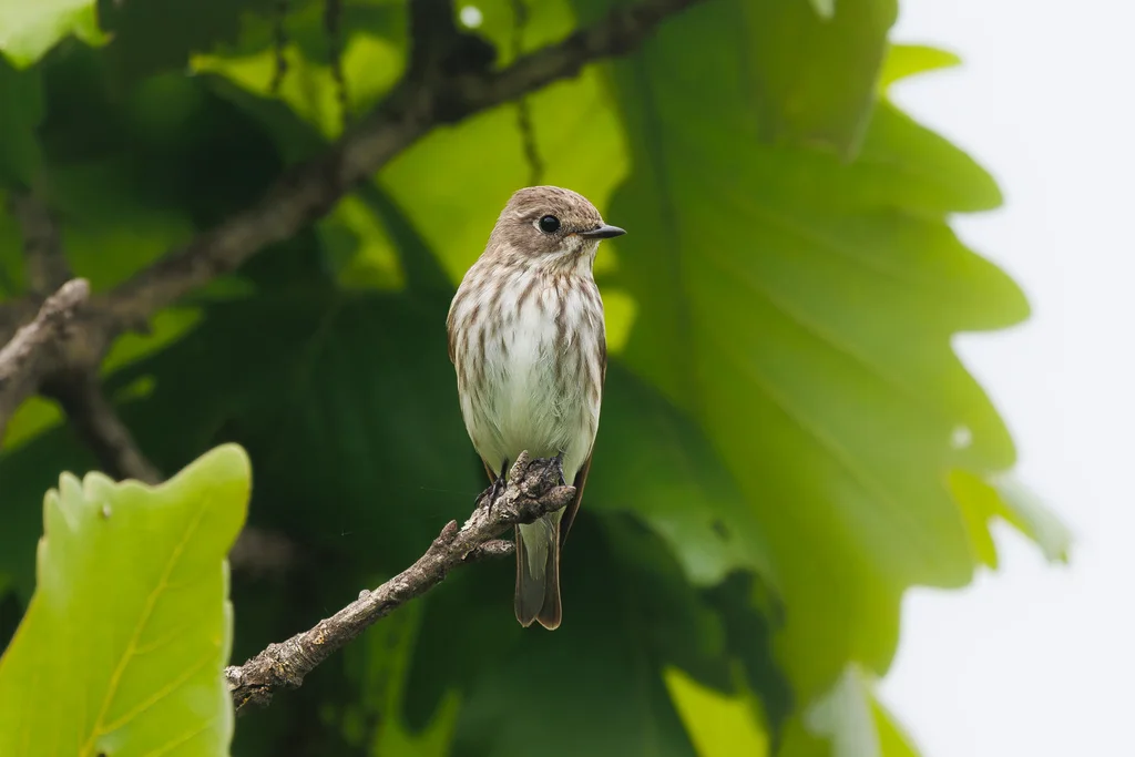 灰纹鹟（Muscicapa griseisticta）