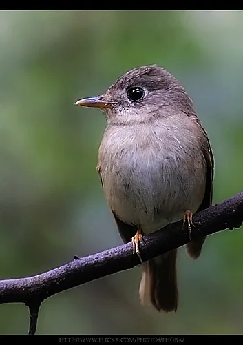 褐胸鹟(Muscicapa muttui)