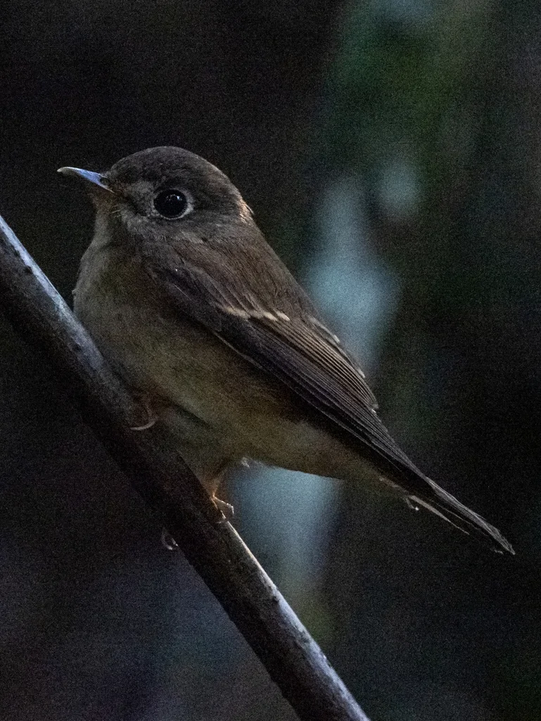 褐胸鹟(Muscicapa muttui)