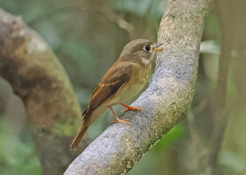 褐胸鹟(Muscicapa muttui)