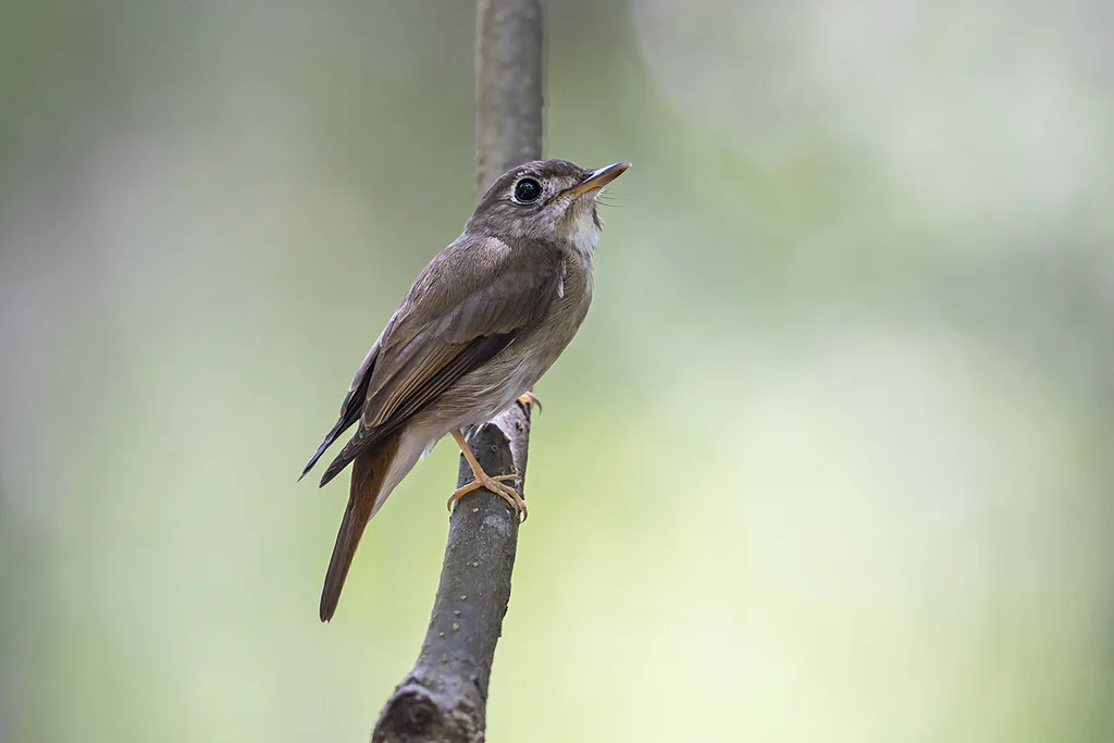 褐胸鹟(Muscicapa muttui)