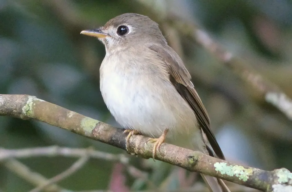 褐胸鹟(Muscicapa muttui)