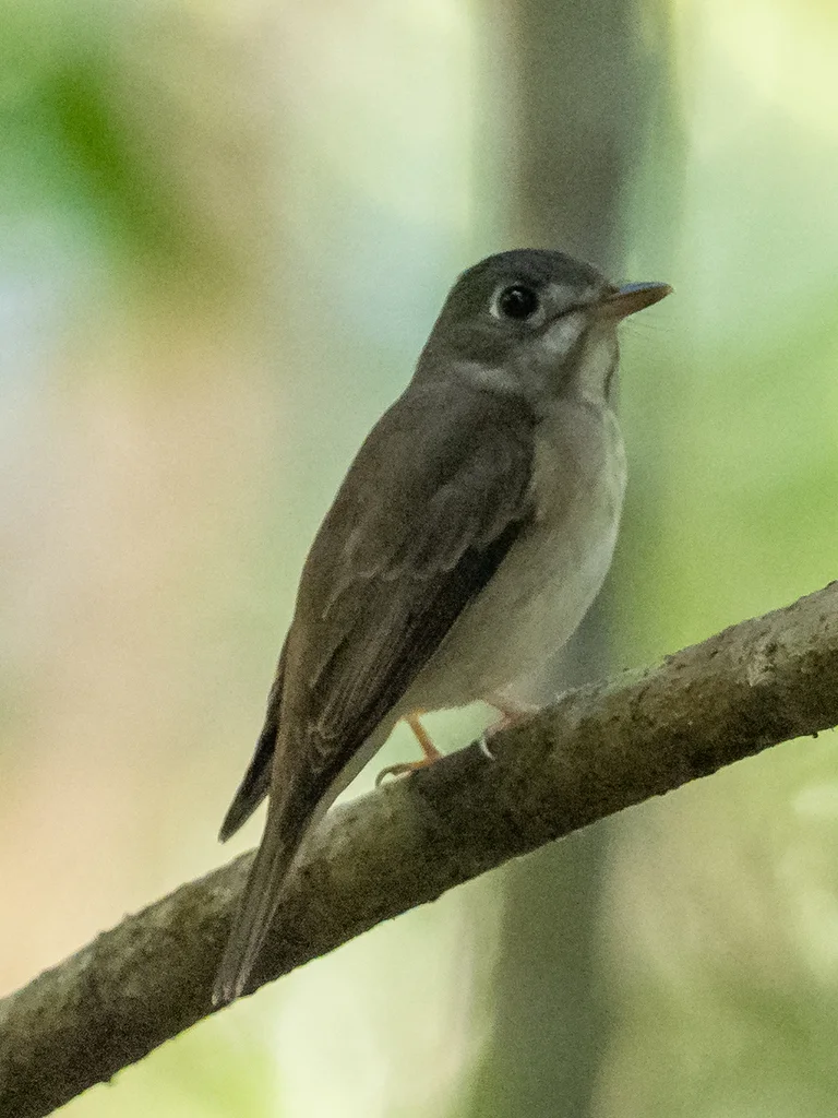 褐胸鹟(Muscicapa muttui)