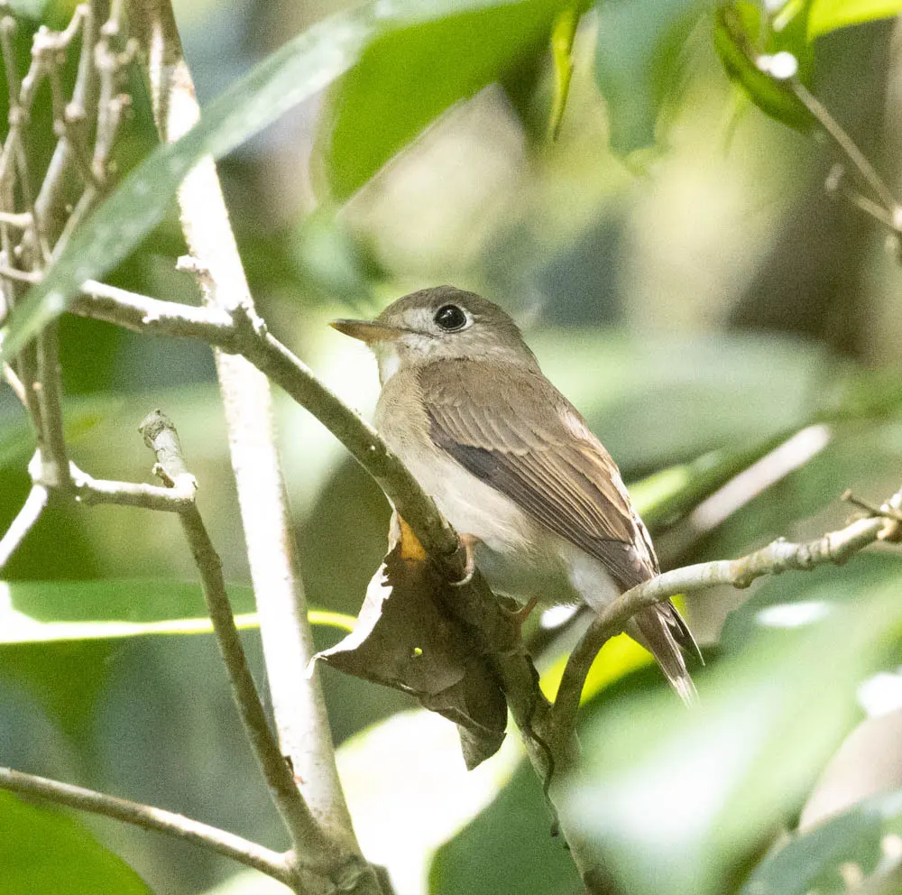 褐胸鹟(Muscicapa muttui)