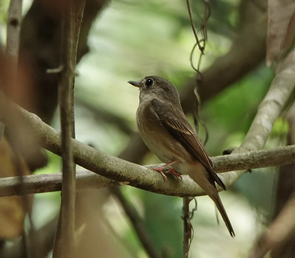 褐胸鹟(Muscicapa muttui)