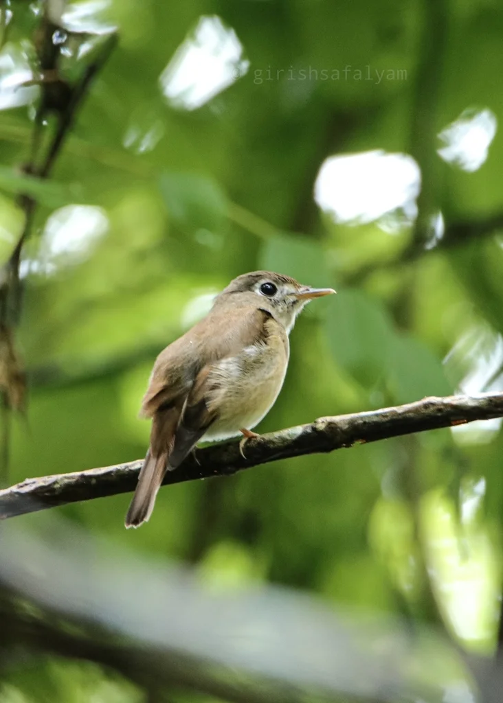 褐胸鹟(Muscicapa muttui)