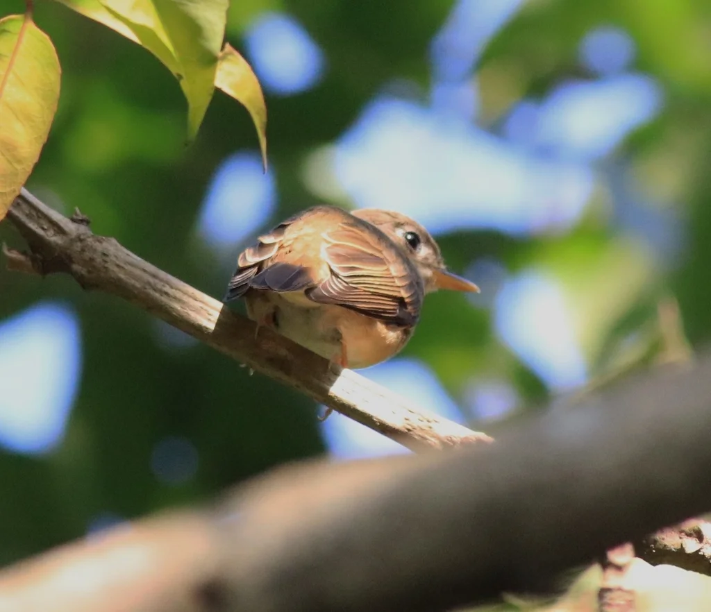 褐胸鹟(Muscicapa muttui)