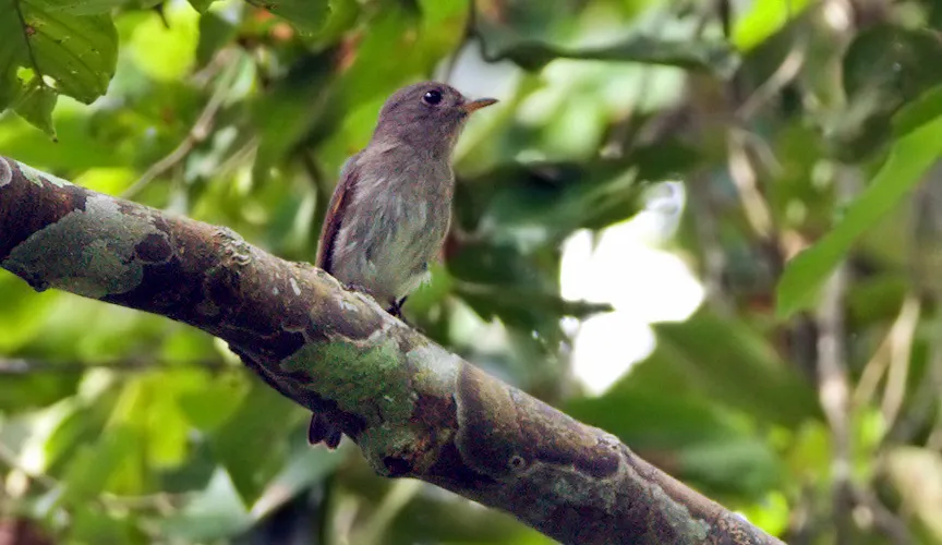 灰胸鹟(Muscicapa randi)