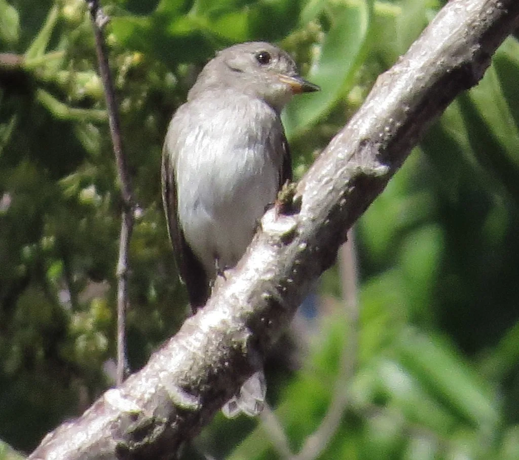 松岛鹟(Muscicapa segregata)
