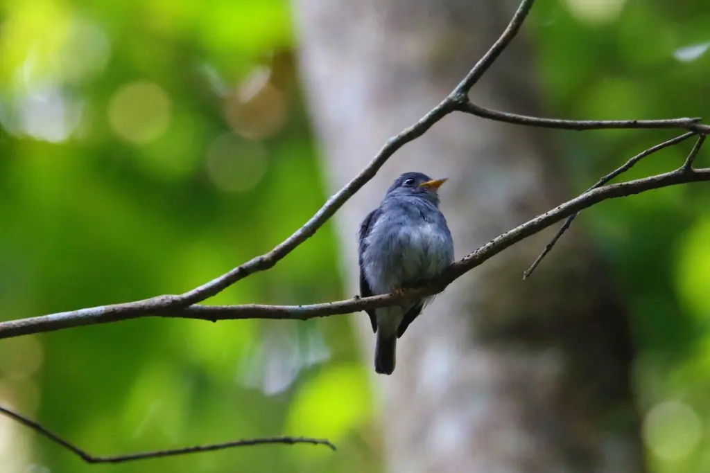 黄脚鹟(Muscicapa sethsmithi)