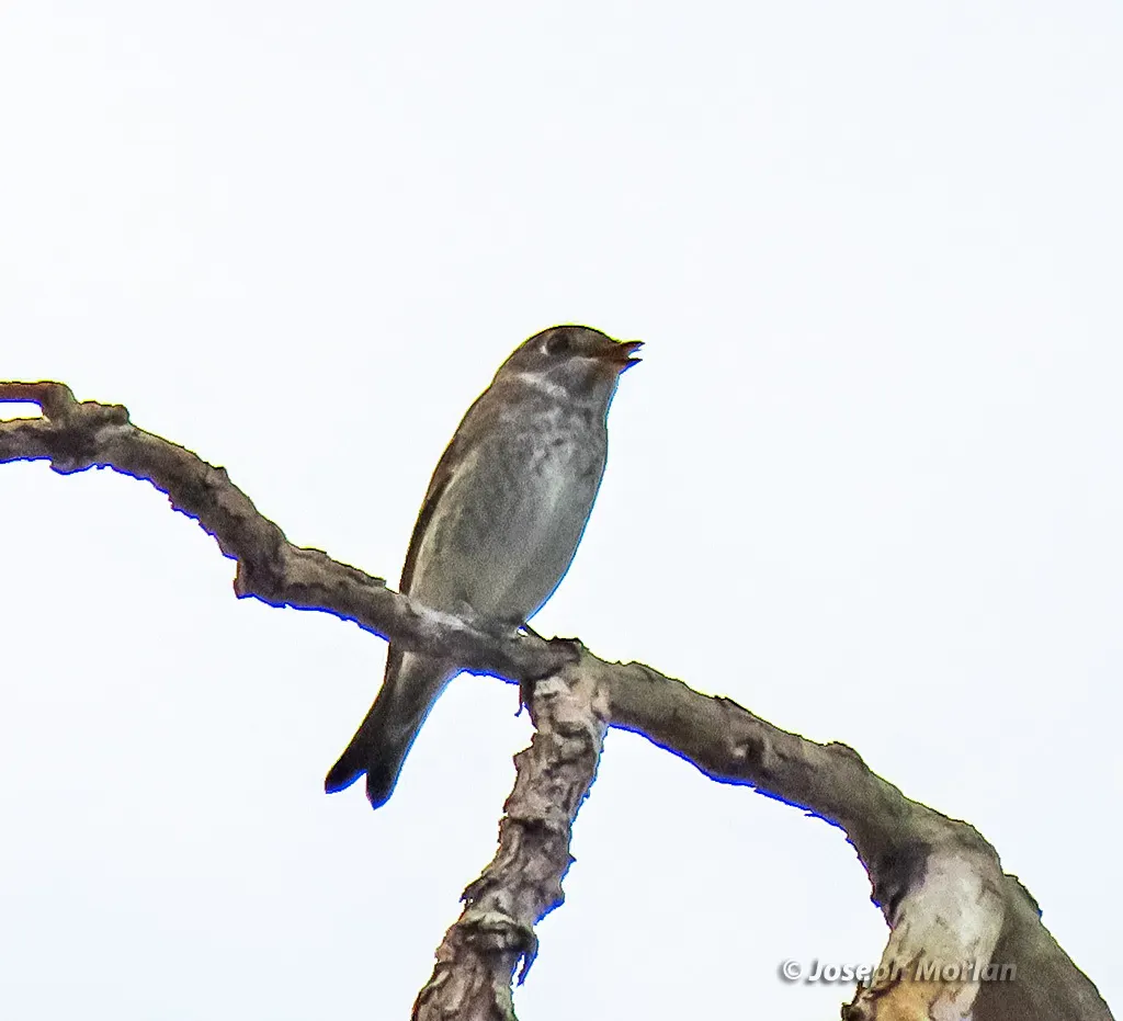乌鹟(Muscicapa sibirica)