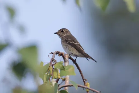 乌鹟