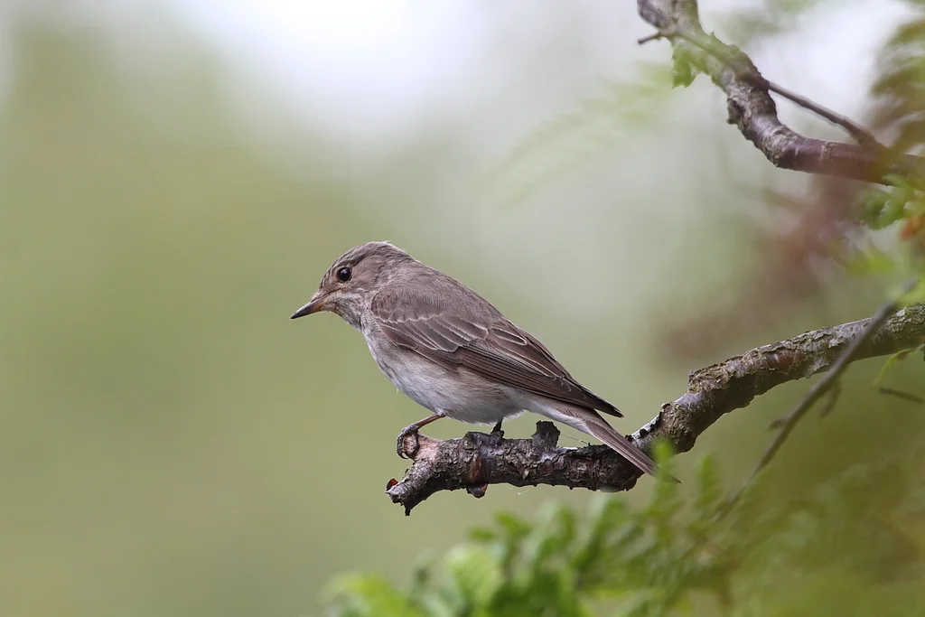 斑鹟(Muscicapa striata)