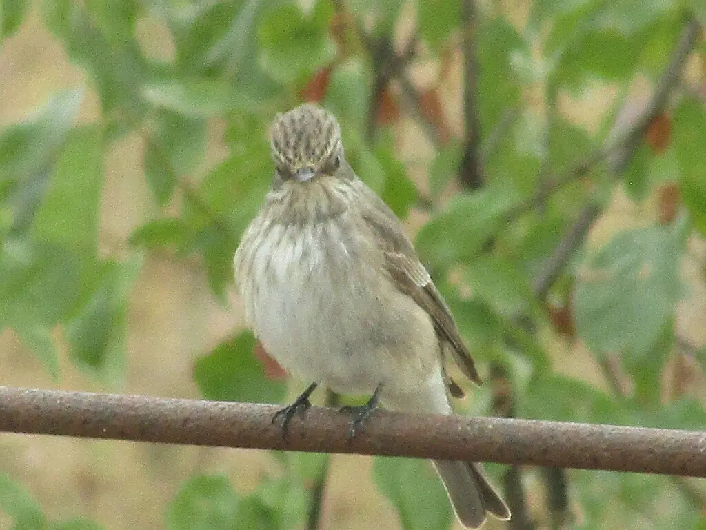 斑鹟(Muscicapa striata)