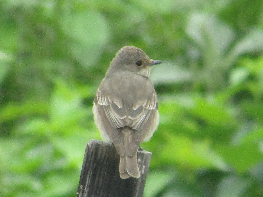 斑鹟(Muscicapa striata)