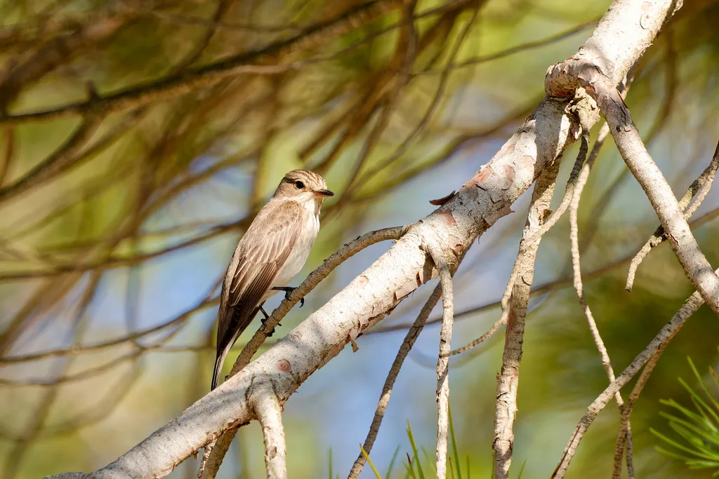 斑鹟(Muscicapa striata)