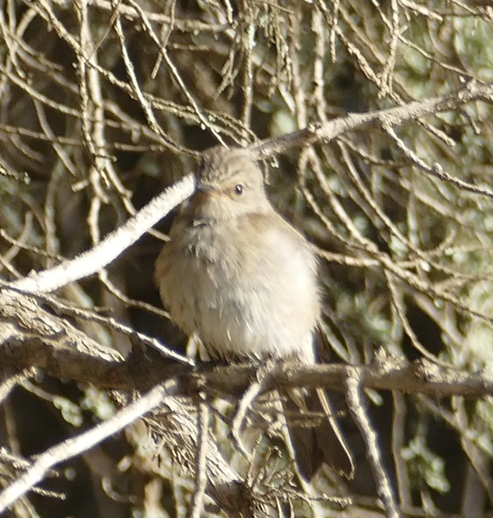 斑鹟(Muscicapa striata)