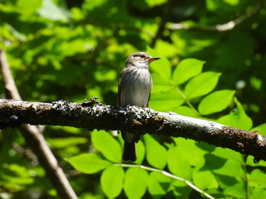 斑鹟(Muscicapa striata)