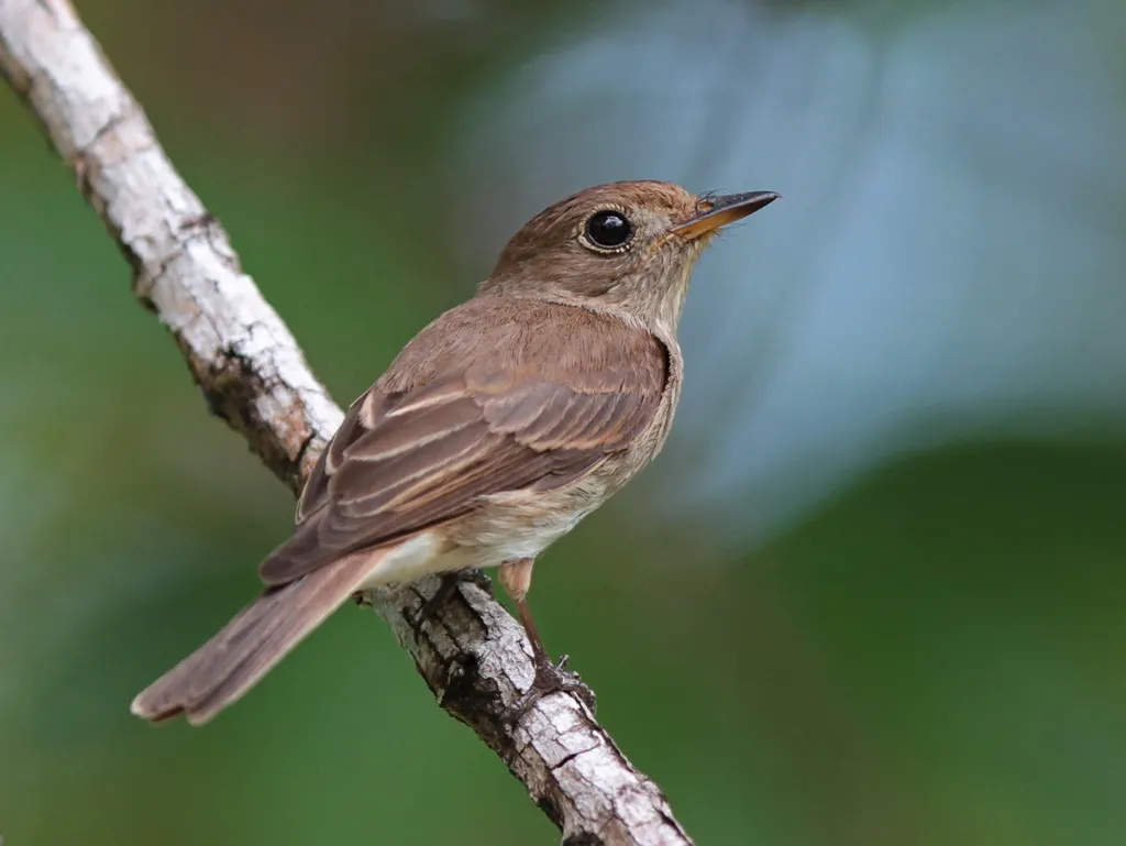 褐纹鹟(Muscicapa williamsoni)
