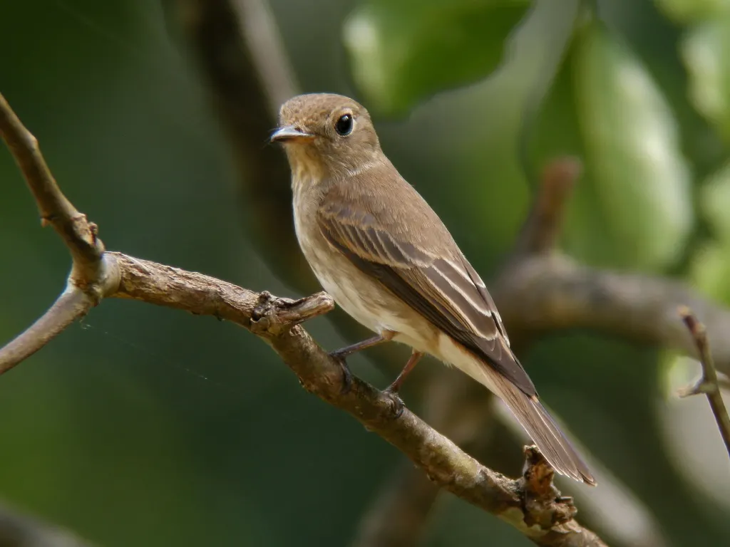 褐纹鹟(Muscicapa williamsoni)