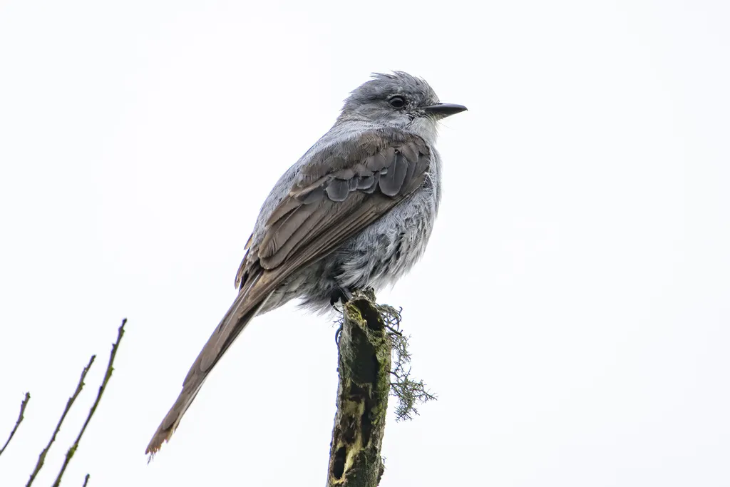 剪尾灰霸鹟(Muscipipra vetula)