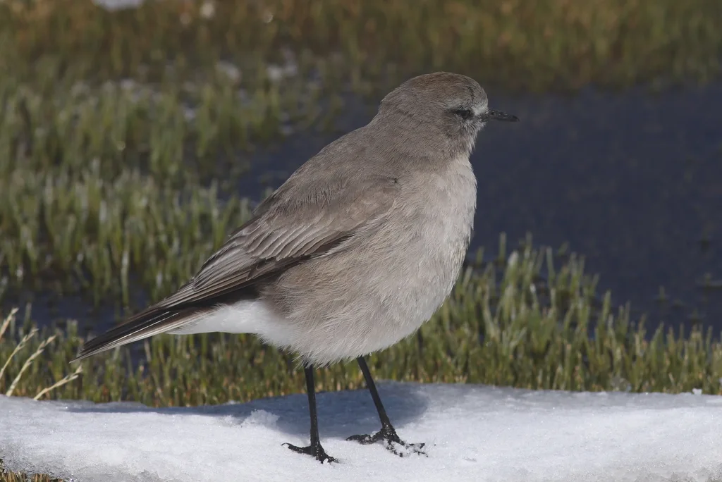白额地霸鹟(Muscisaxicola albifrons)