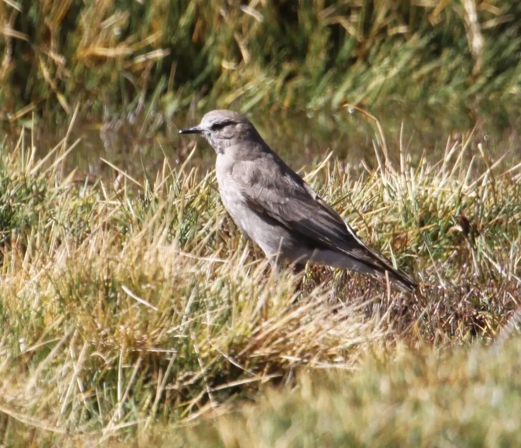 白额地霸鹟(Muscisaxicola albifrons)
