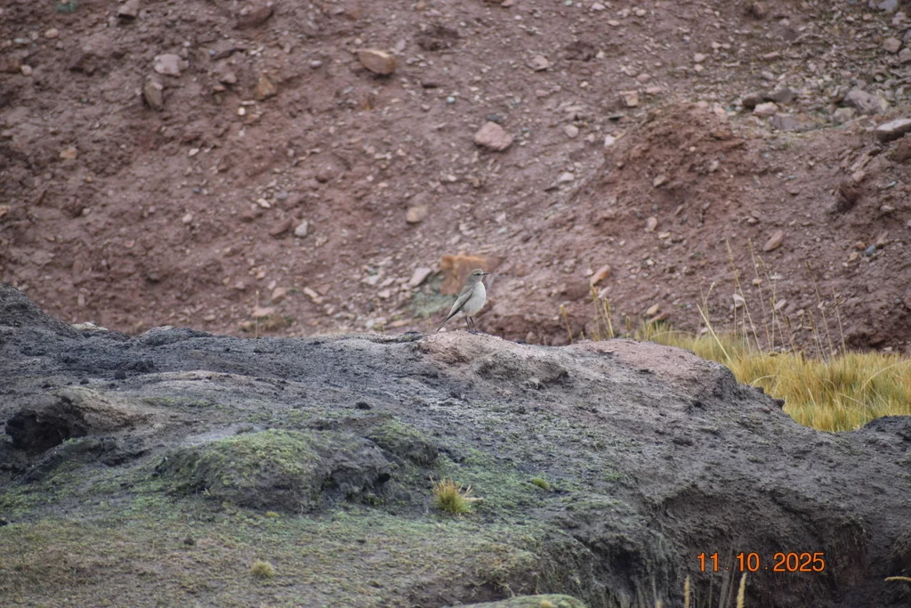 白额地霸鹟（Muscisaxicola albifrons）