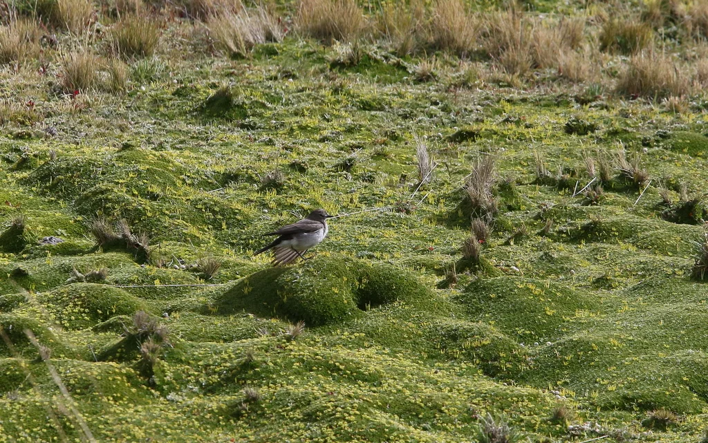 淡顶地霸鹟（Muscisaxicola alpinus）