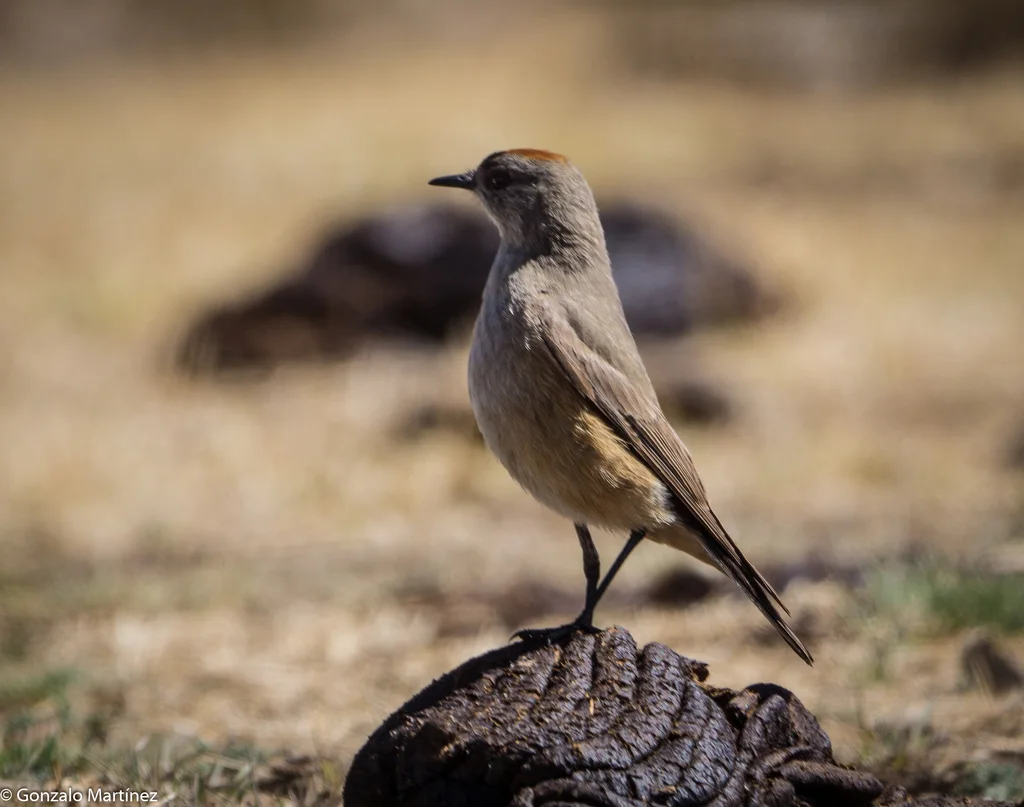 红腹地霸鹟（Muscisaxicola capistratus）