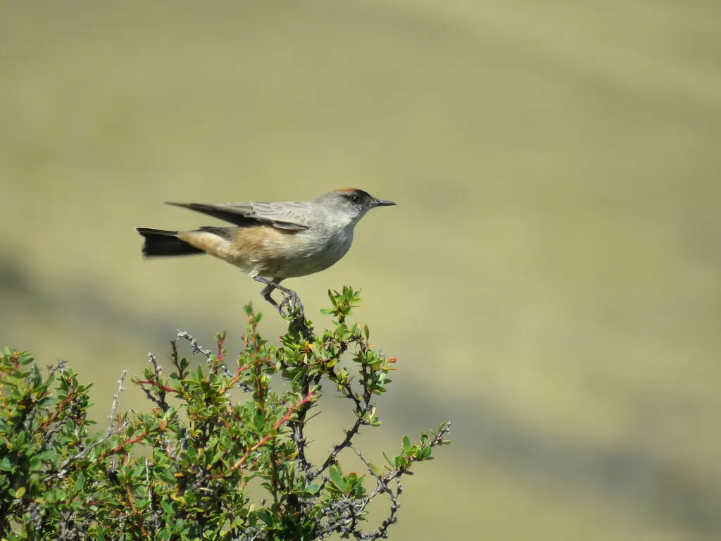 红腹地霸鹟（Muscisaxicola capistratus）