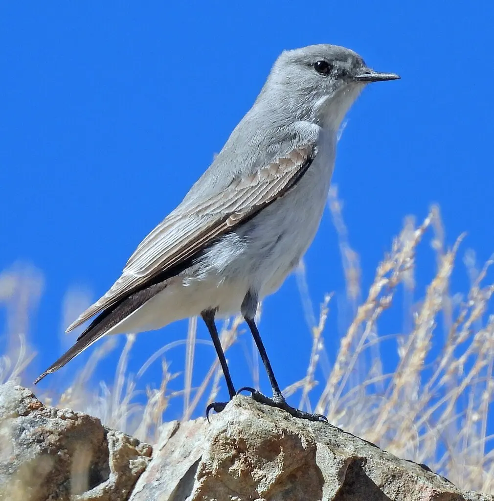 灰地霸鹟(Muscisaxicola cinereus)