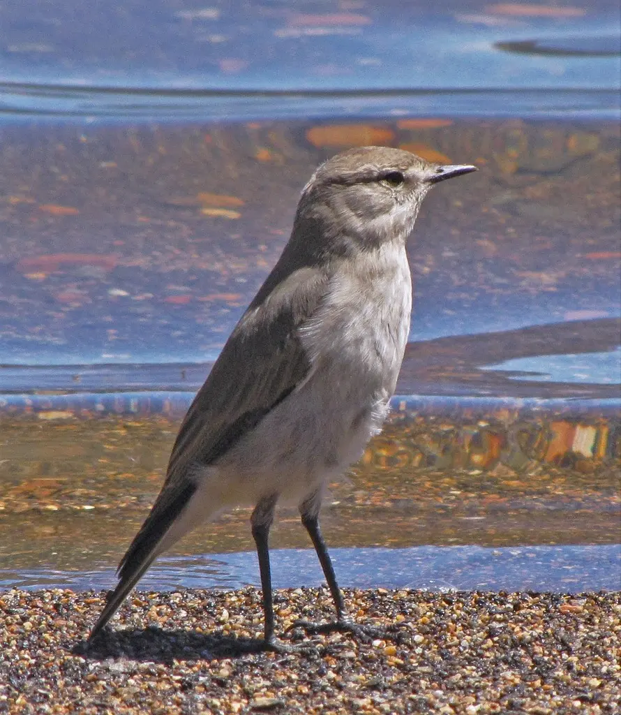 灰地霸鹟(Muscisaxicola cinereus)