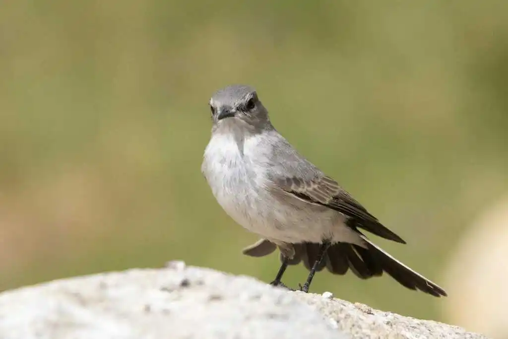 灰地霸鹟(Muscisaxicola cinereus)