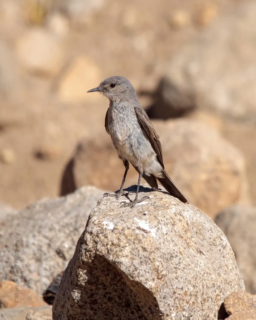 灰地霸鹟(Muscisaxicola cinereus)