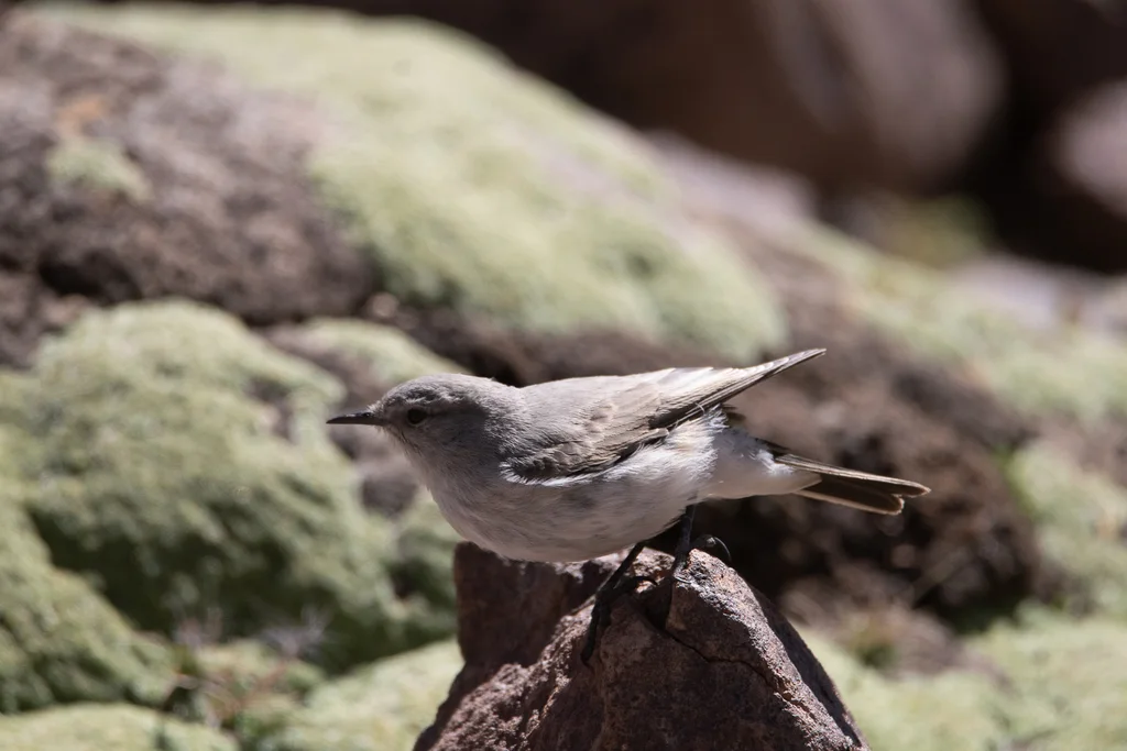 灰地霸鹟(Muscisaxicola cinereus)