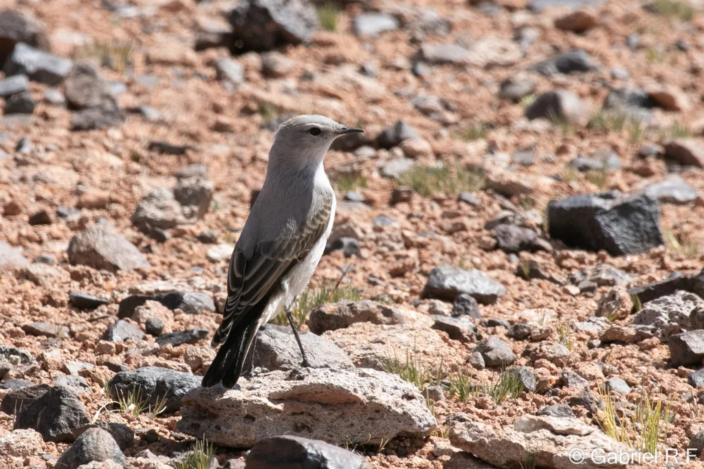 灰地霸鹟(Muscisaxicola cinereus)