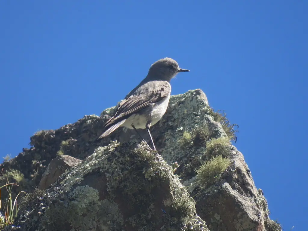灰地霸鹟(Muscisaxicola cinereus)