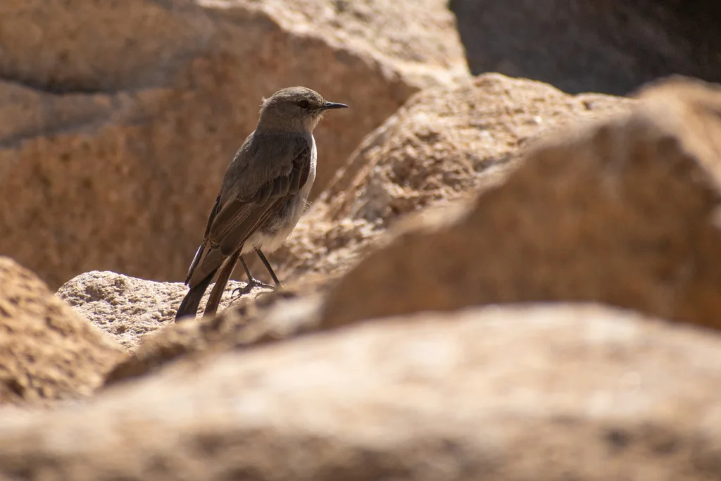 灰地霸鹟(Muscisaxicola cinereus)