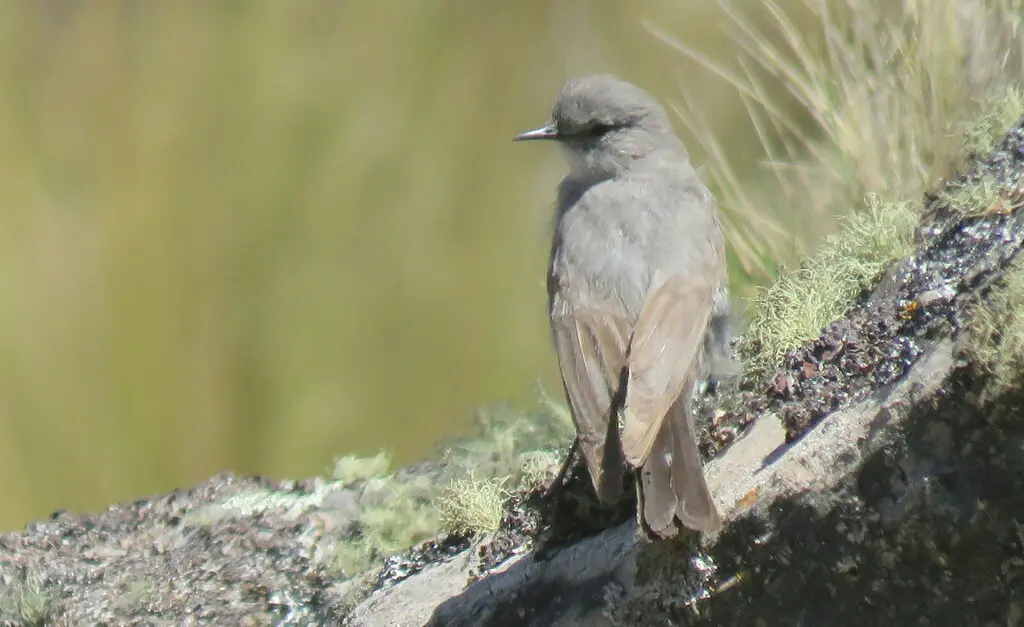 灰地霸鹟(Muscisaxicola cinereus)