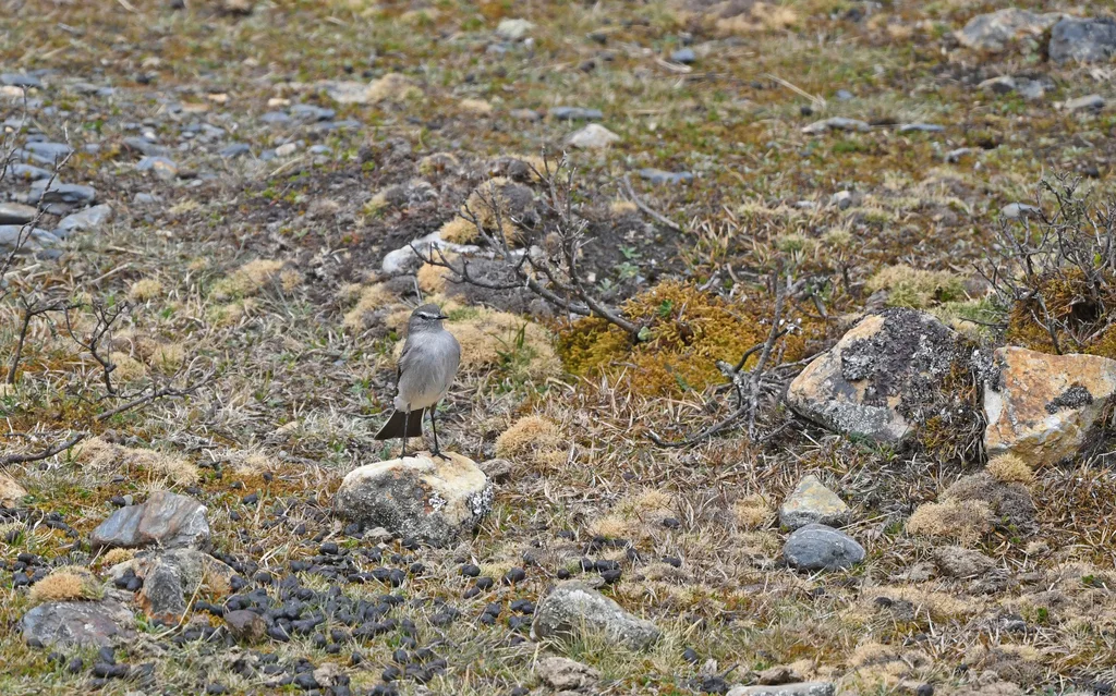 灰地霸鹟（Muscisaxicola cinereus）