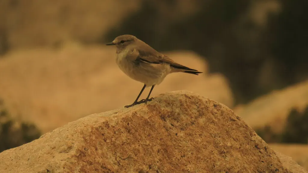 赭颈地霸鹟(Muscisaxicola flavinucha)